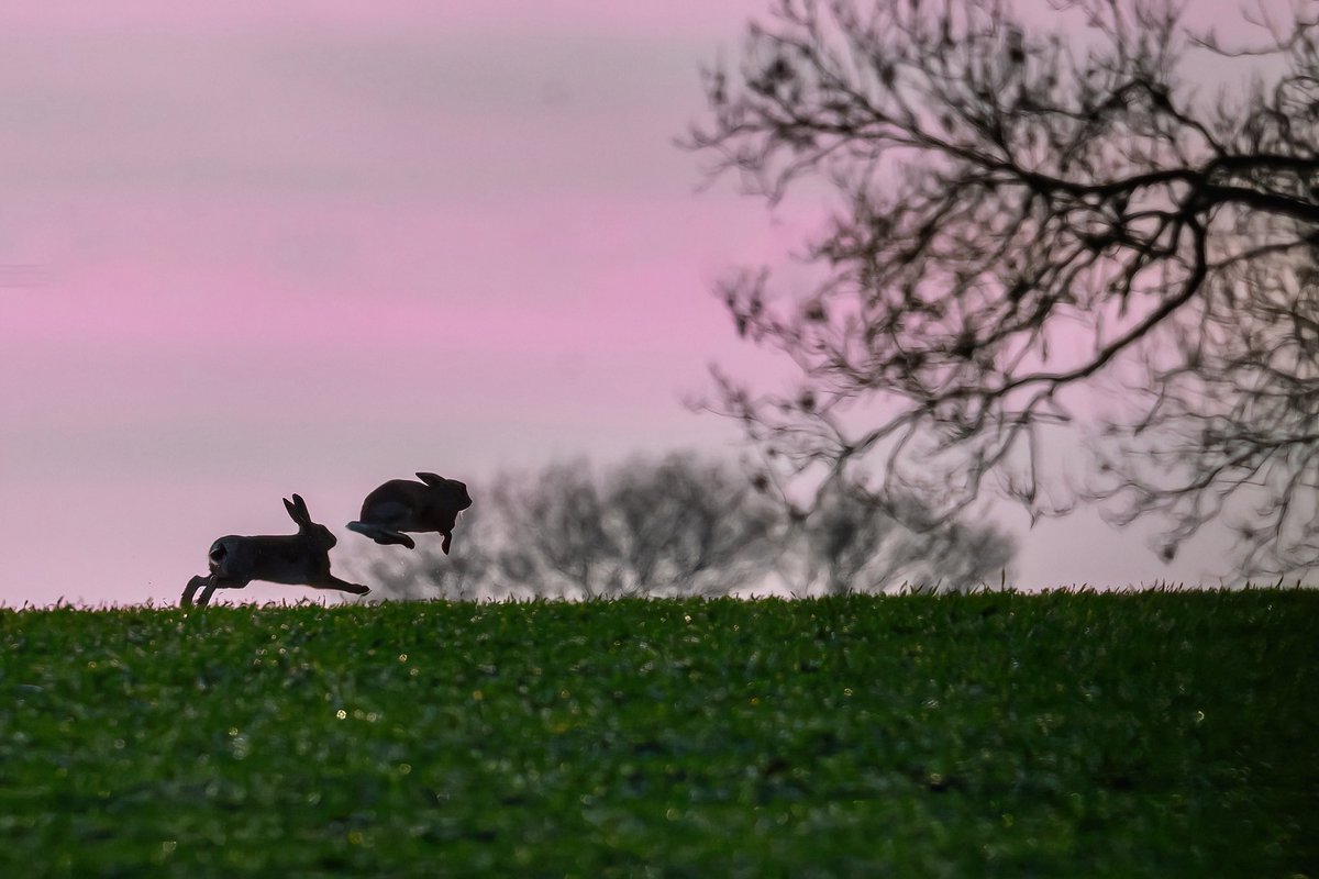 Great to see some frisky hares in the shadows yesterday…
#hare