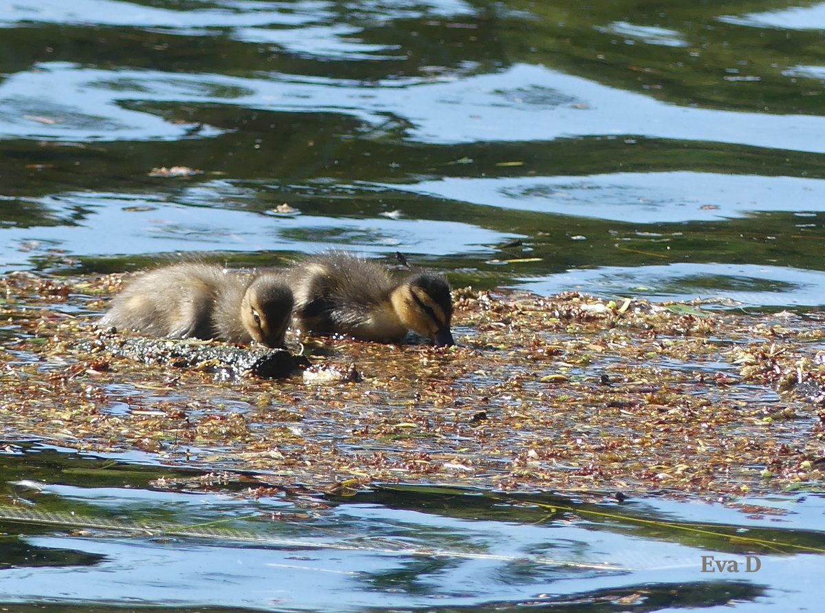 📷 Olomouc, Smetanovy sady, jezírko