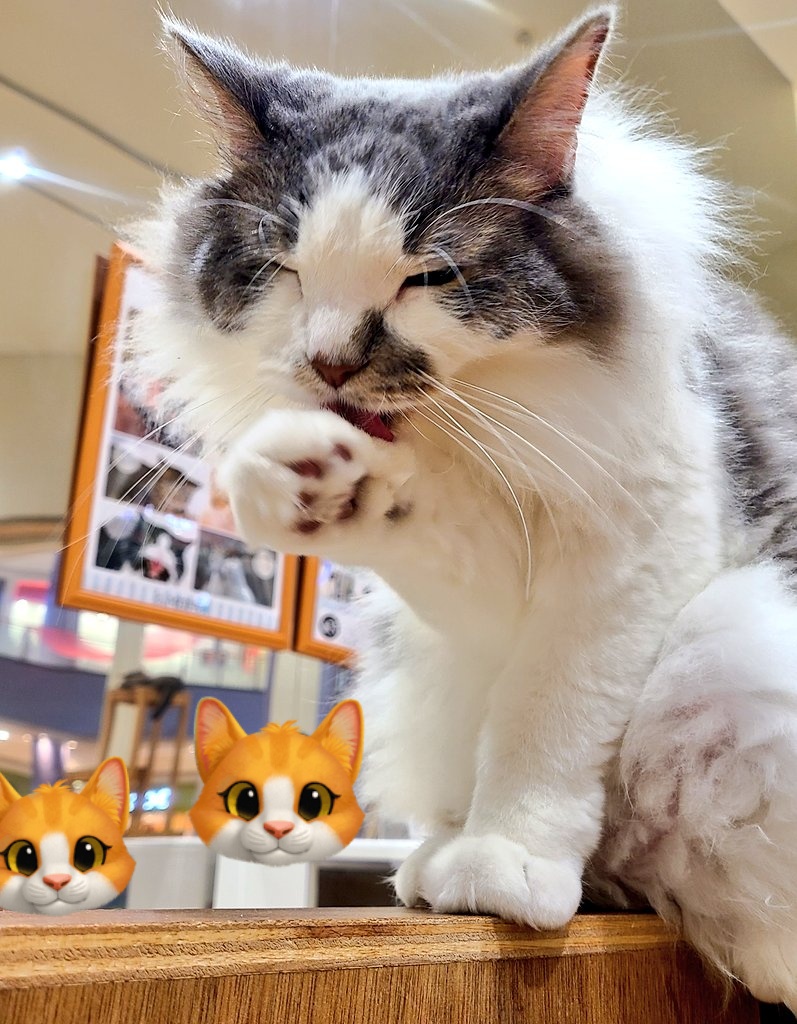 くろしろ (@kuro96siro46) / Posts / X