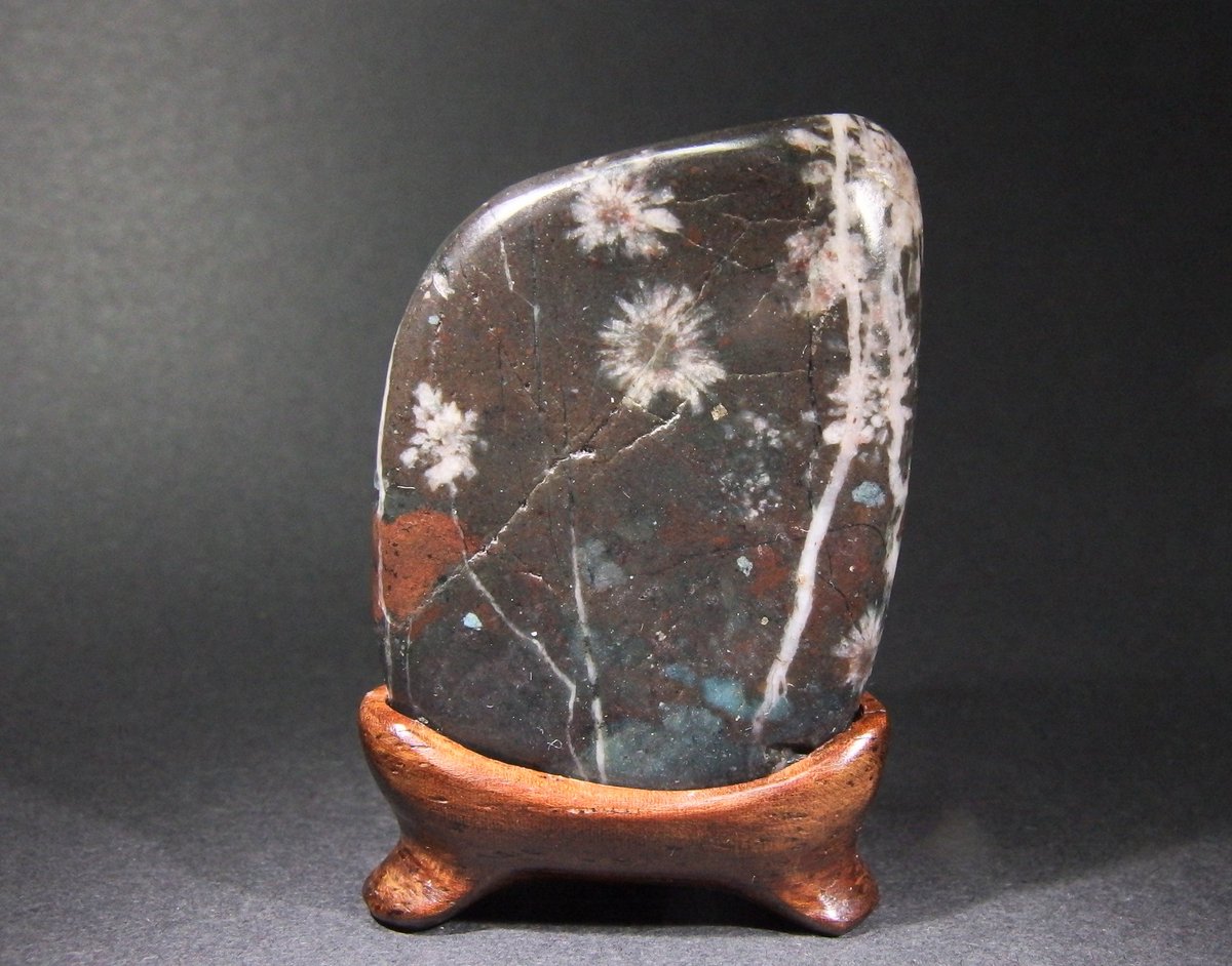 東京ミネラルショー2025 ミニサイズで綺麗な菊花石 可愛いので集めたく