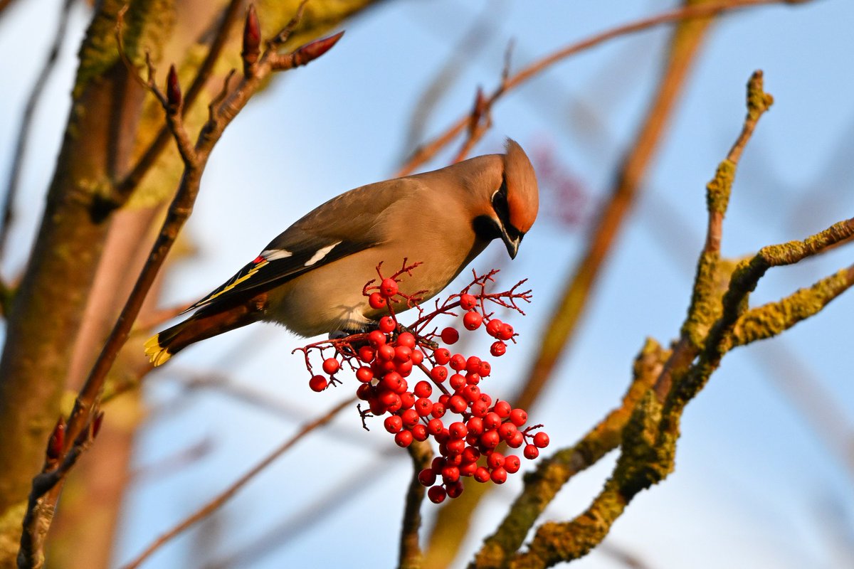 CumoGaz's tweet photo. @teesbirds1 Waxwings from Port Clarence yesterday https://t.co/BHYzdmNqvD