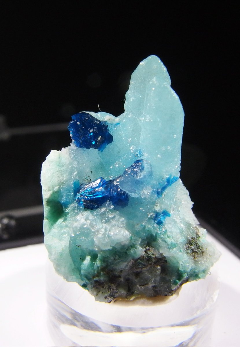 BlueColundum's tweet image. #東京ミネラルショー2025 
青が綺麗な水晶＆べゼリ石と海の生き物ぽいアラゴナイト　中国産
透明感あるアパタイト　コロンビア産
黒かと思ってたら濃緑色だった燐銅鉱　ザンビア産
