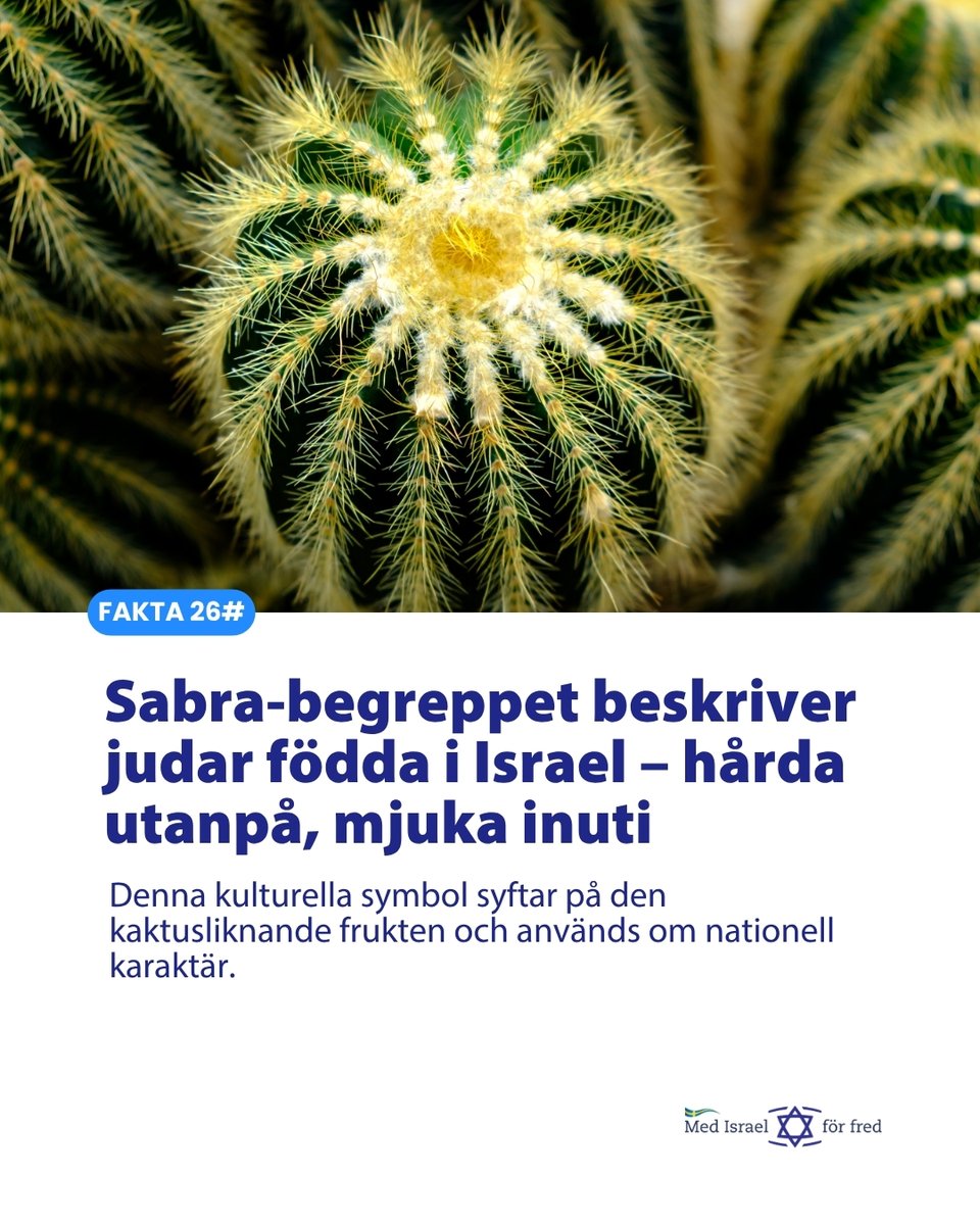MIFFse's tweet photo. 🌵 ”Sabra” beskriver israeliskt födda judar som är tuffa utanpå men varma och mjuka inuti – som kaktusfrukten. Begreppet uttrycker nationell identitet, stolthet och tillhörighet.
#sabra #identitet #israelare #kultur #medisraelförfred https://t.co/Bx1qPmRgLH