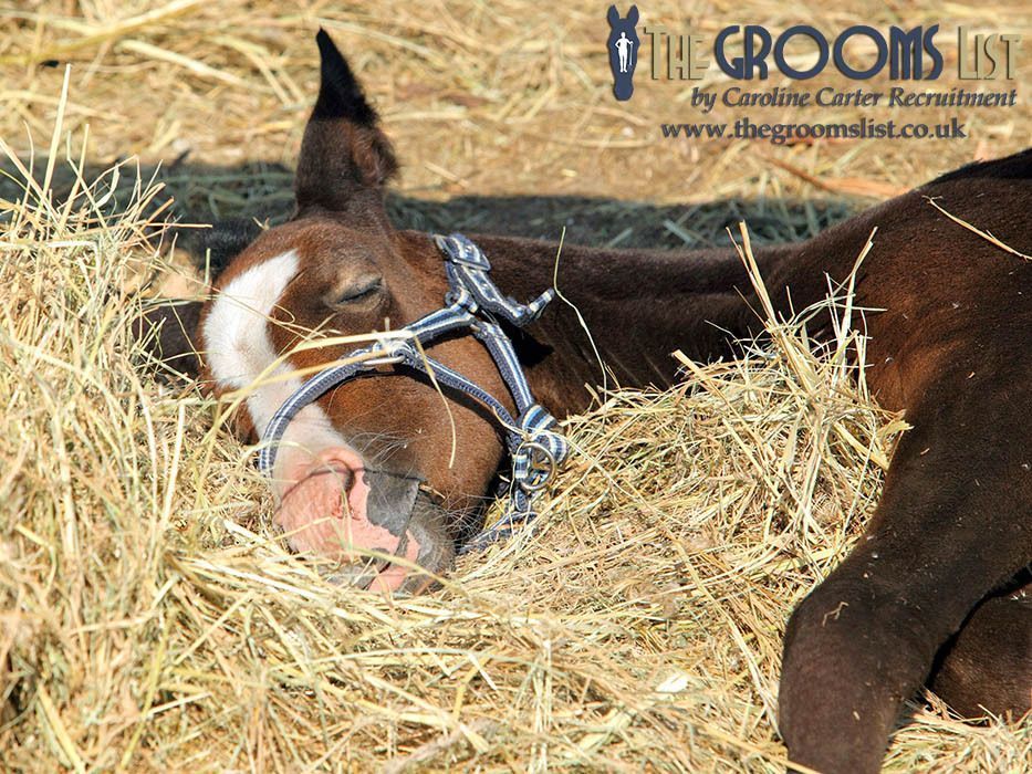 grooms_list's tweet image. JL134474 Republic of Ireland, County Meath – Full Time Hands-on Assistant Manager, TB Stud

*5 day week with odd weekend days required *Single accommodation (cottage on-site) *Optional riding *Pets possible
thegroomslist.co.uk/equine-jobs/13…

#Jobsinmeath #studwork