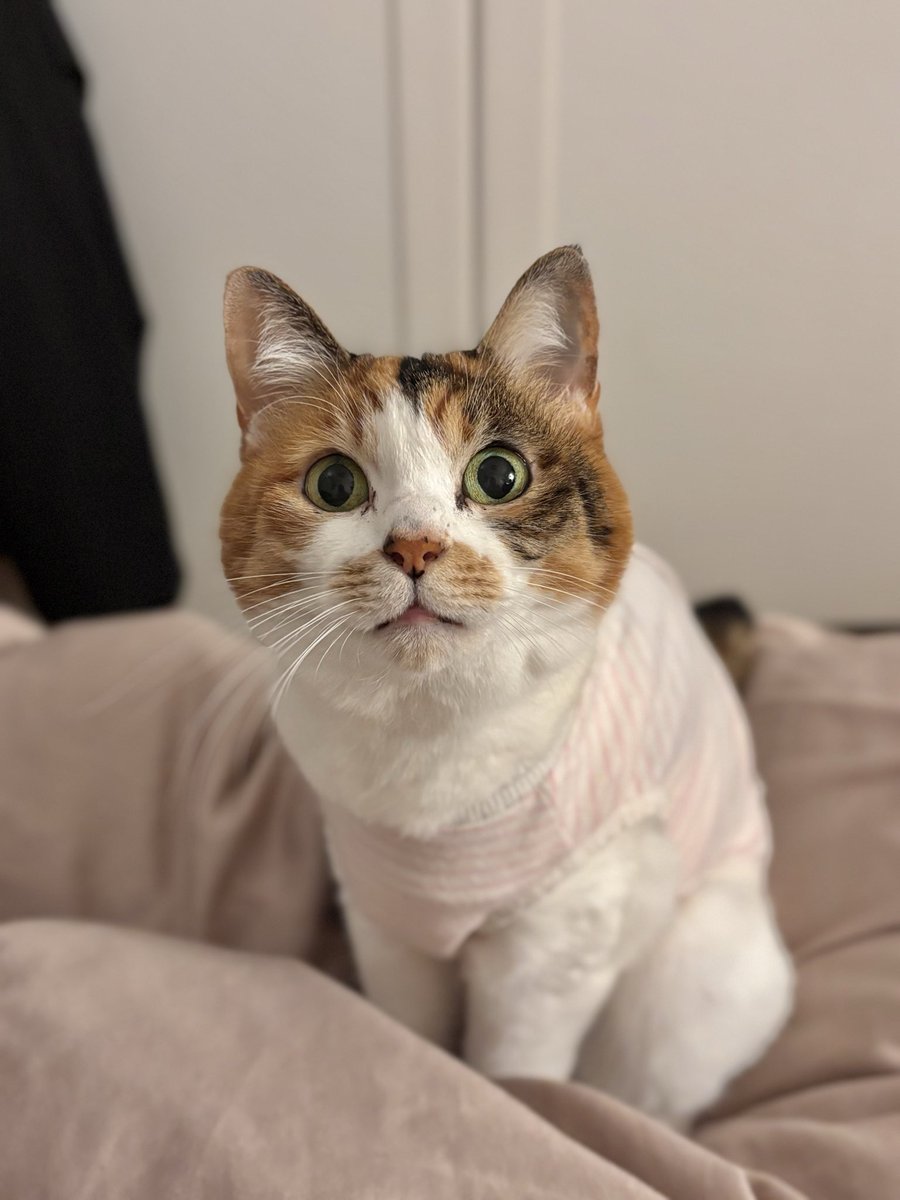 お久しぶりです。
このアカウントもここしばらく中途半端な感じになってしまったので近況についてお話ししたいと思います。

去年手術をしてから先月でおかげさまで丸一年を迎えることができました。
獣医の先生にもとても頑張っていると言われました。