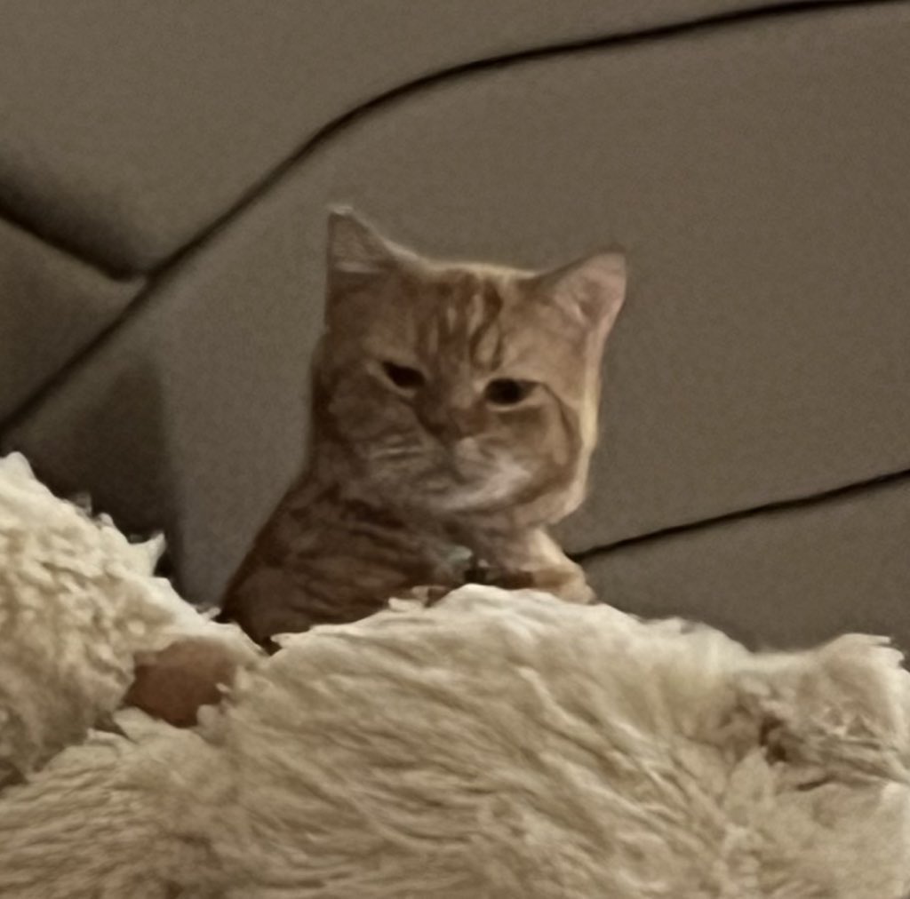 Adung & Imut 🐈 tweet media