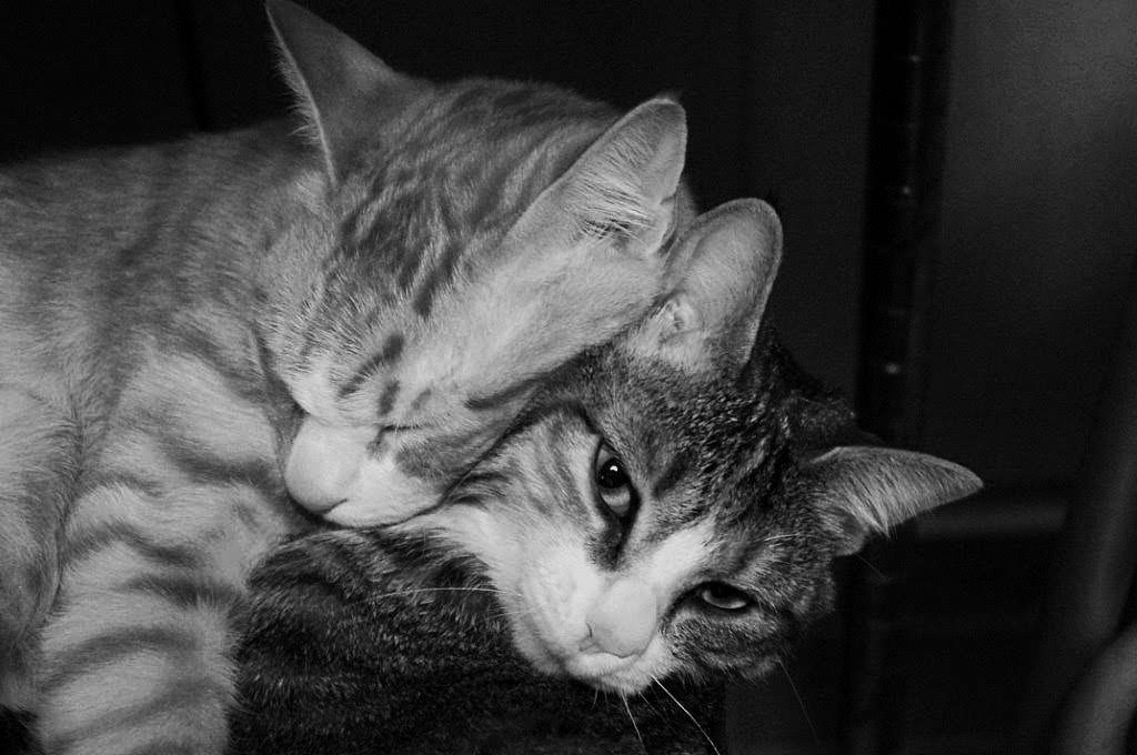 pekomo (@pm_kirua) on Twitter photo 