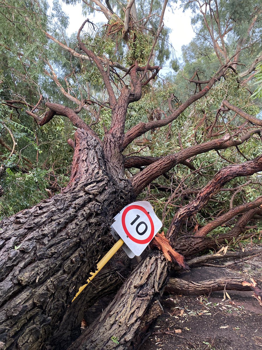 Sarah Taillier tweet media