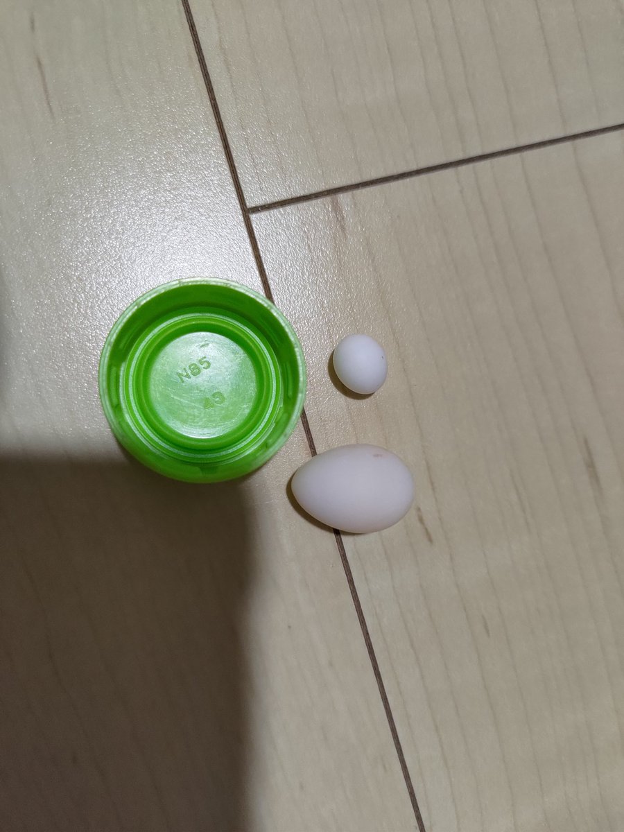 5maru4ri's tweet photo. 初めて飼ってるインコが産卵しだしたんだけど、1個目の卵は小さくて、3日後に産んだ2個目の卵は1個目よりだいぶ大きいんだけどそういうもの？ https://t.co/5PnR8Lsvu5