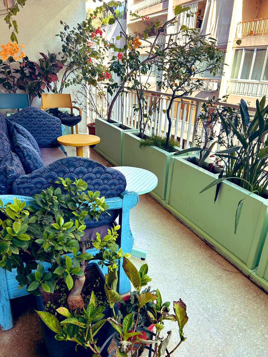 Good morning Beirut 🪴