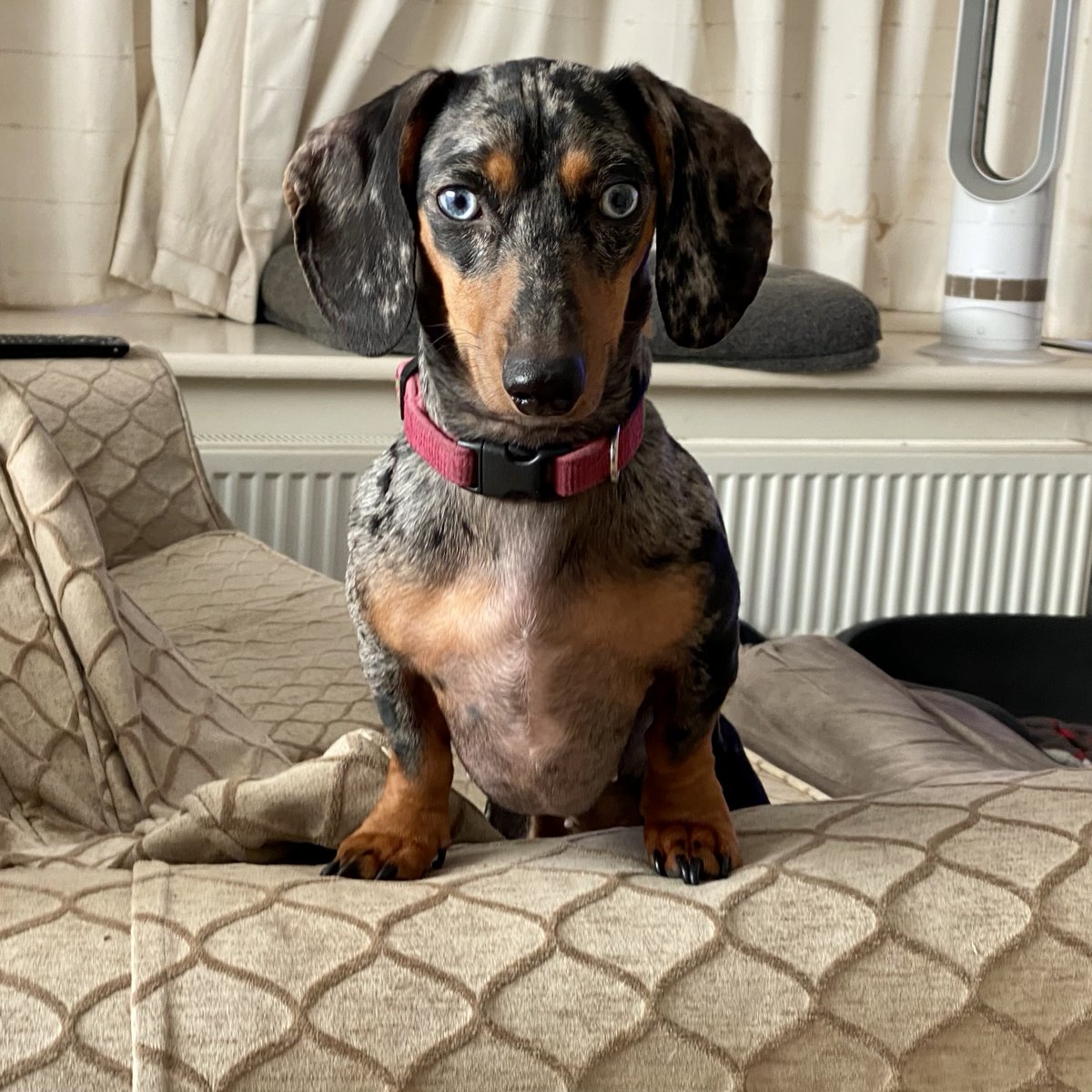 SausageDogHotel's tweet image. Madge is horrified that she is still waiting for her breakfast this morning... 🥞🍳🥓 #HurryUp
