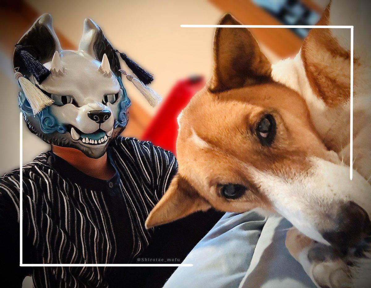 公式タグだ……!
鍵に乗せてた気まずいぬと白妙のツーショ

 #幸面一門