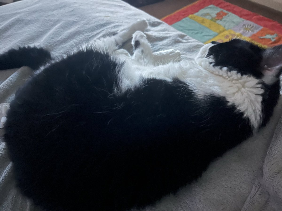 <a href="/Beatric31624181/">Beatrice</a> Hi Lumi, cousin Fudgie here! Hope you and Mummy are well, just thought id rest my eyes …. Loads of Love, Kasp Bert &amp; Dad Me too of course x 🐾🐾❤️