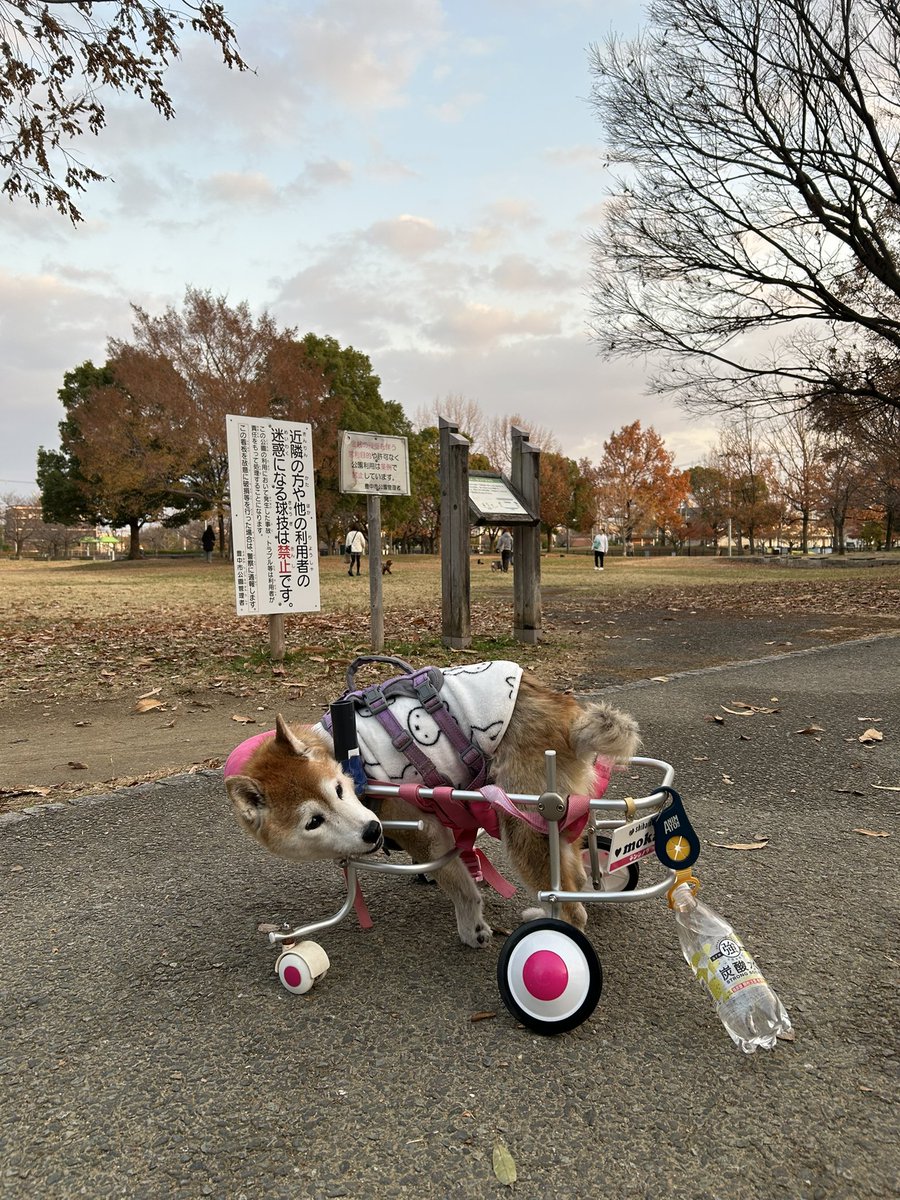 104aki (@shibaichigo) / Posts / X