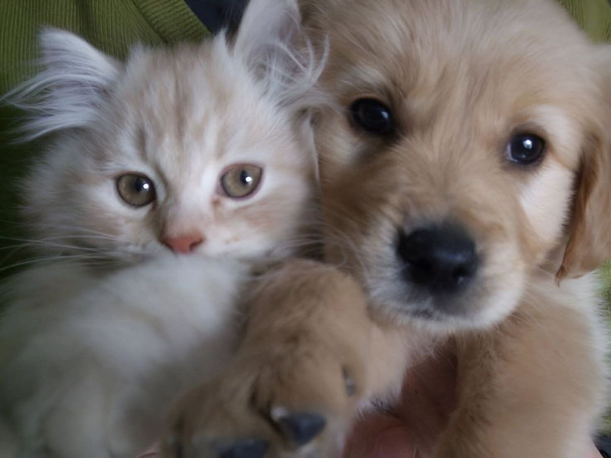 findmetothetoon's tweet image. 🐱🐶♡