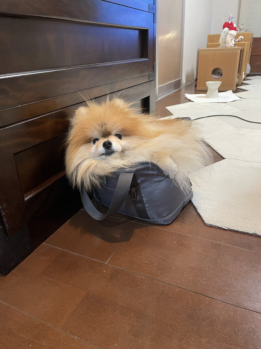 ポメちゃんページ ふつーに入ってた(˃ꌂ˂)