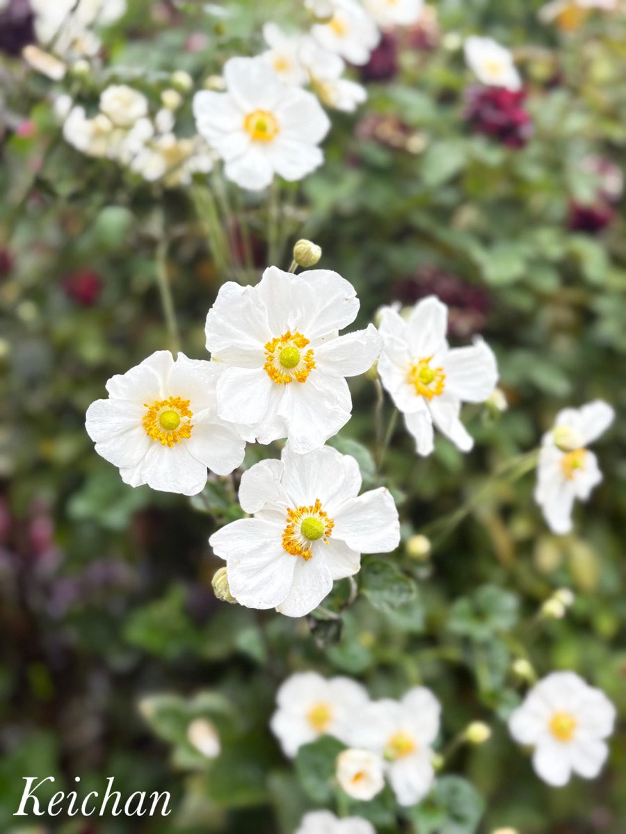 けいちゃん (@k1222_keichan) / Posts / X