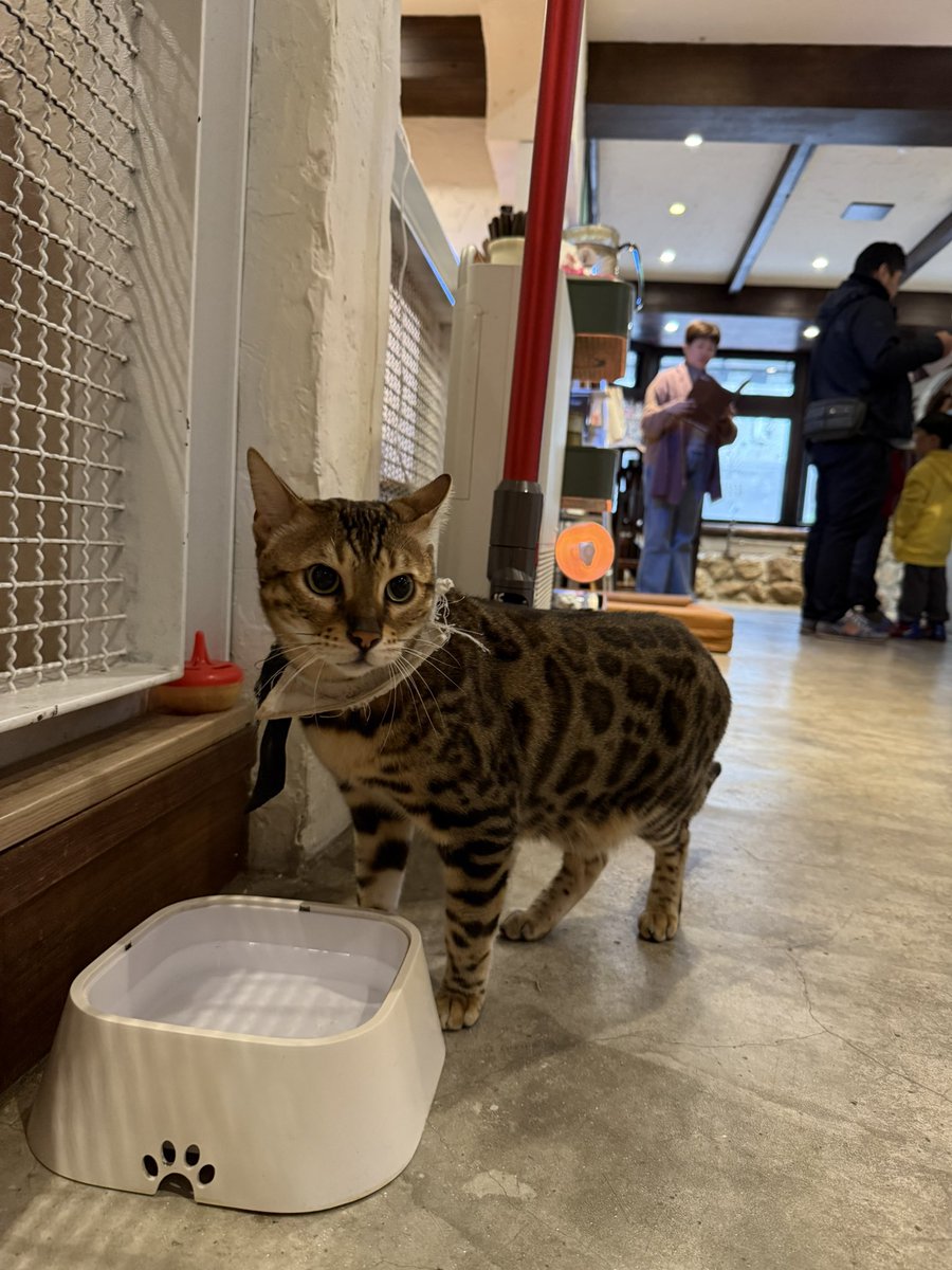 招財咖啡-吃食為輔撩貓為主