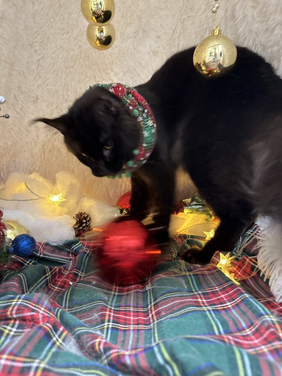 AsaYoru5213's tweet photo. 🎄🐈‍⬛🔔 https://t.co/QhIMTidwuI