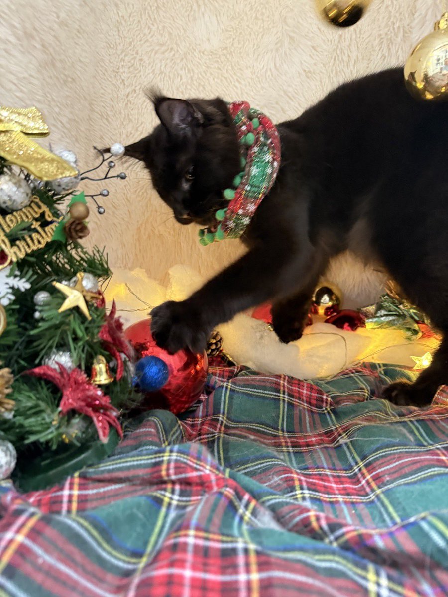 AsaYoru5213's tweet photo. 🎄🐈‍⬛🔔 https://t.co/QhIMTidwuI