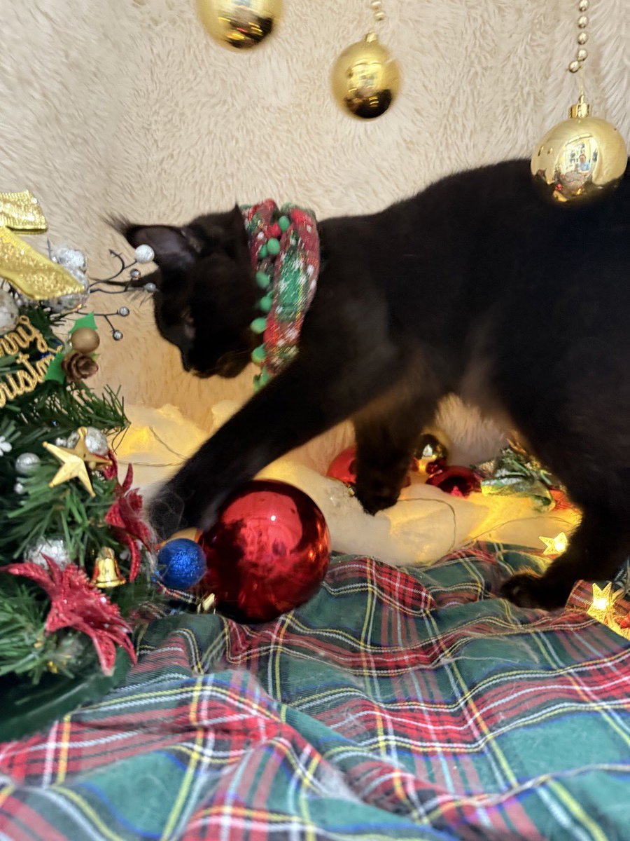 AsaYoru5213's tweet photo. 🎄🐈‍⬛🔔 https://t.co/QhIMTidwuI