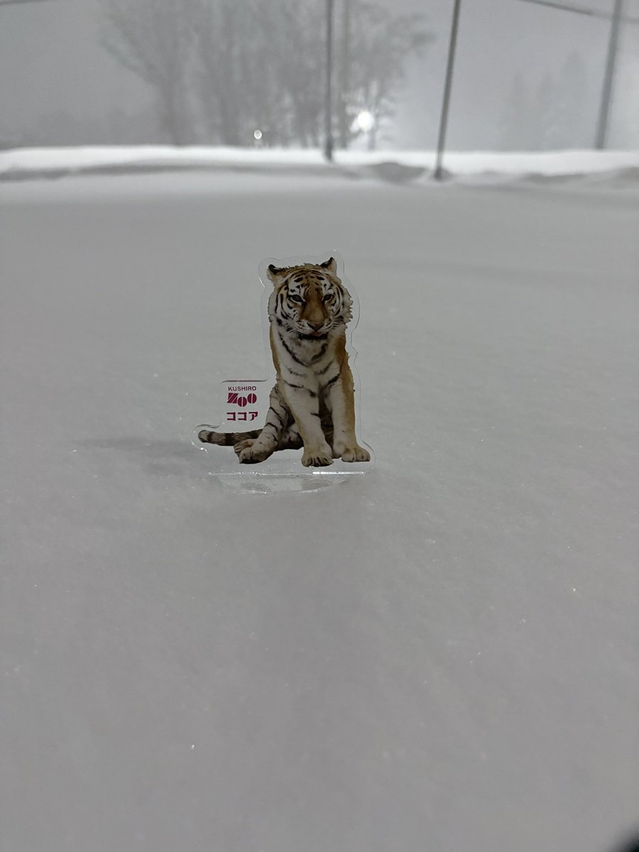ココアーーー‼️助けてーー‼️
どんだけ降るのーー⁉️
もういいってば💦
ココアは喜ぶかー😩
#アムールトラココア
#誰か雪かき手伝って💦