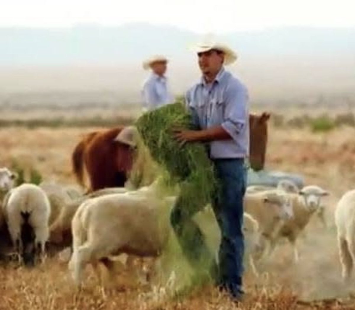 New Mexico has its first listing on localFoddr, NM Poultry and Meats.

A 4th-generation farm in Pecos offering beef, lamb, pork, poultry, eggs, and more – with delivery available within NM.