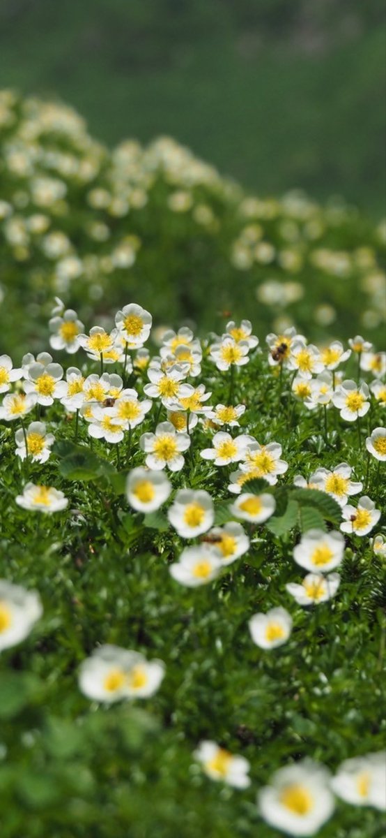 2025年 花の総集編 No.17
#チングルマ 秋田駒ヶ岳

今年はタイミングが合いました(๑˃̵ᴗ˂̵)

youtu.be/8S174Lm_HoQ?si…