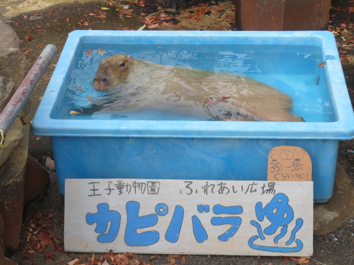 けろけろ (@capyanimal) / Posts / X