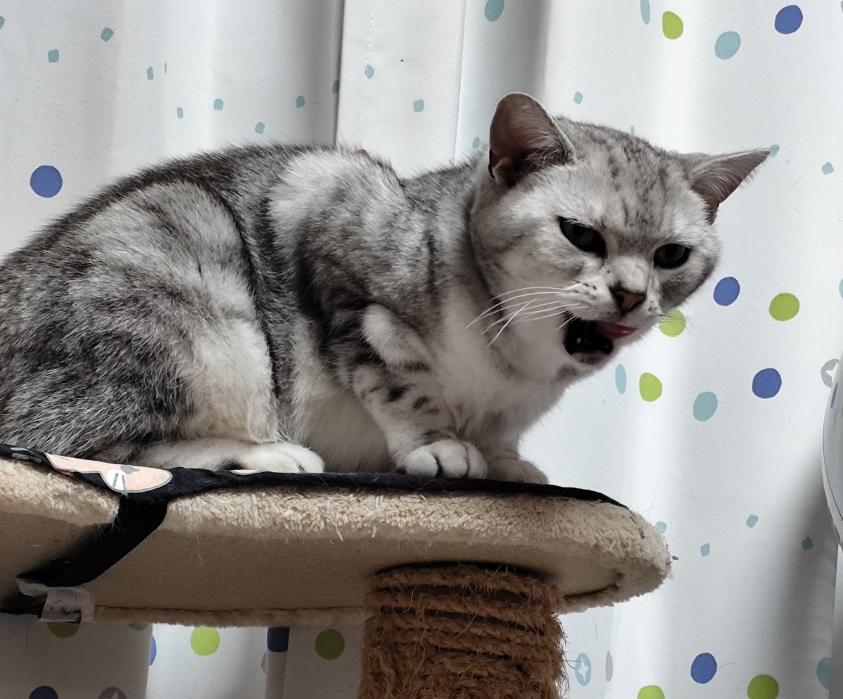 下僕が帰って来たニャー😻 お帰りニャン😹 お疲れニャン😺 #猫のいる