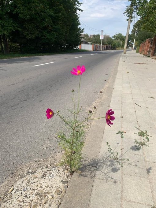 Rainmaker1973's tweet image. Life finds a way.