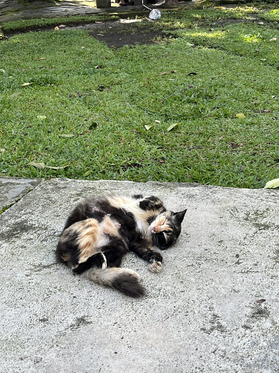 Sinnerighty's tweet image. The cutest creature ever.