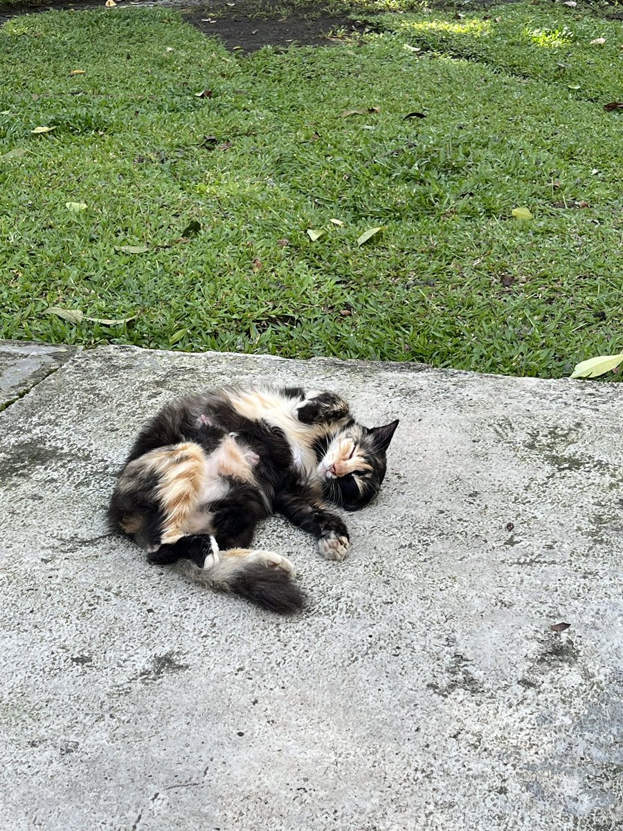 Sinnerighty's tweet image. The cutest creature ever.