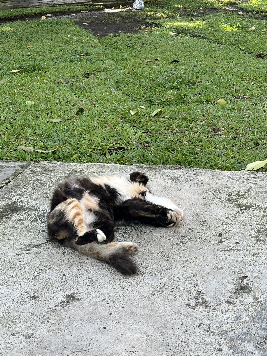 Sinnerighty's tweet image. The cutest creature ever.