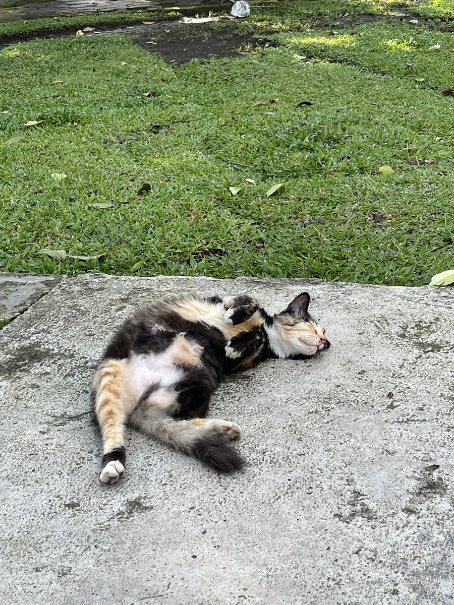 Sinnerighty's tweet image. The cutest creature ever.