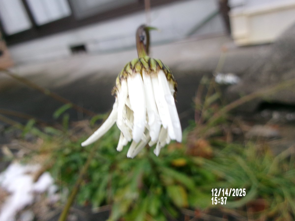 12/14日（日）。12時35分過ぎ、雨雪が止んだので元気回復?の花たち