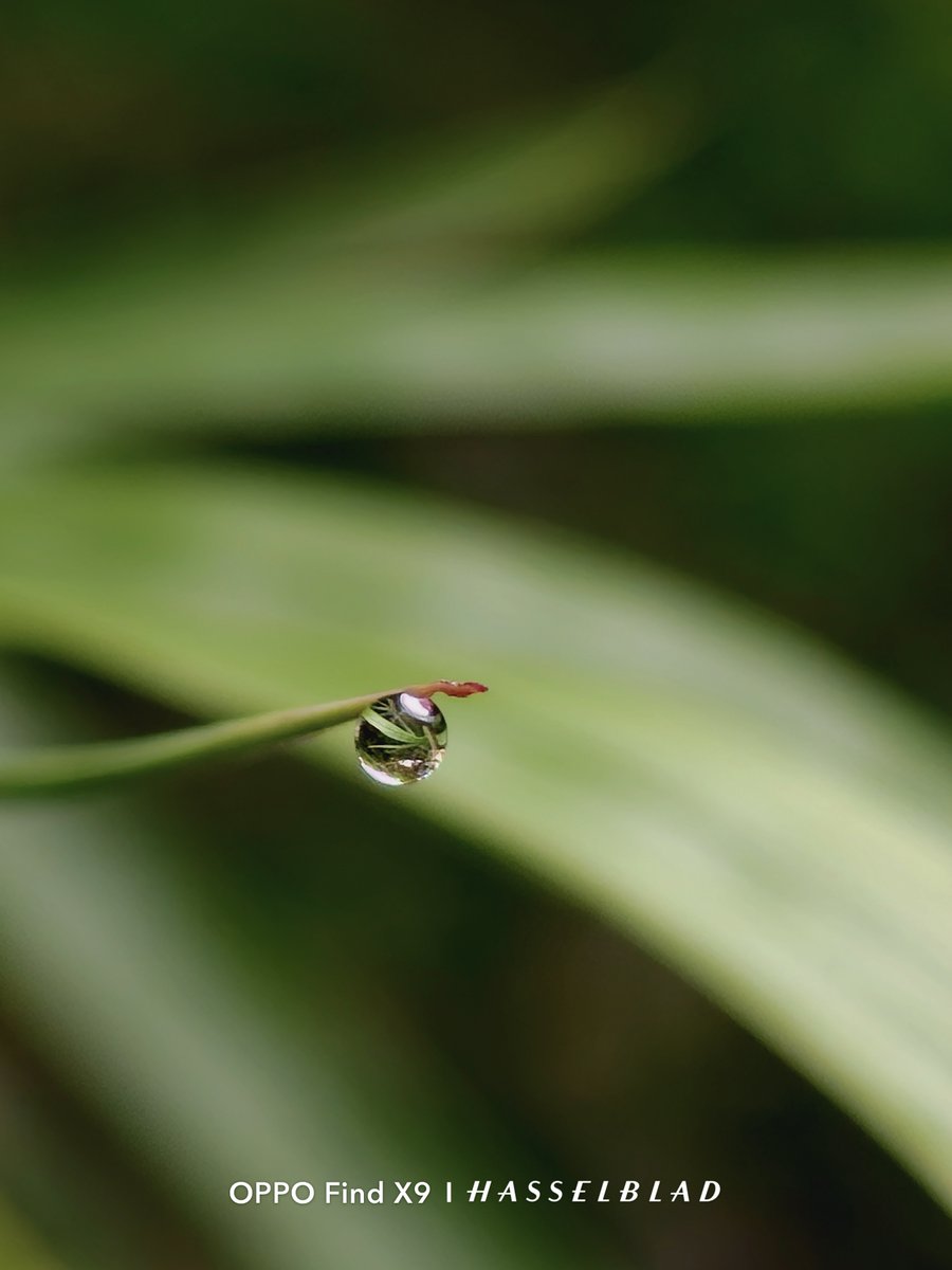 Sivaragunan's tweet photo. Morning dew seen closer - clean details through Macro Mode and 6× zoom on OPPO Find X9.

@oppo  @OPPOIndia 

#OPPOCommunity #OPPOFindX9Series #OPPOTechStudio https://t.co/DnMLKjMl54