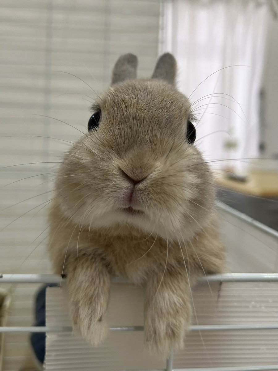 I'm here!!! Leave the rest to this bunny. 🐰🦸‍♂️ ＿＿＿ 私が来