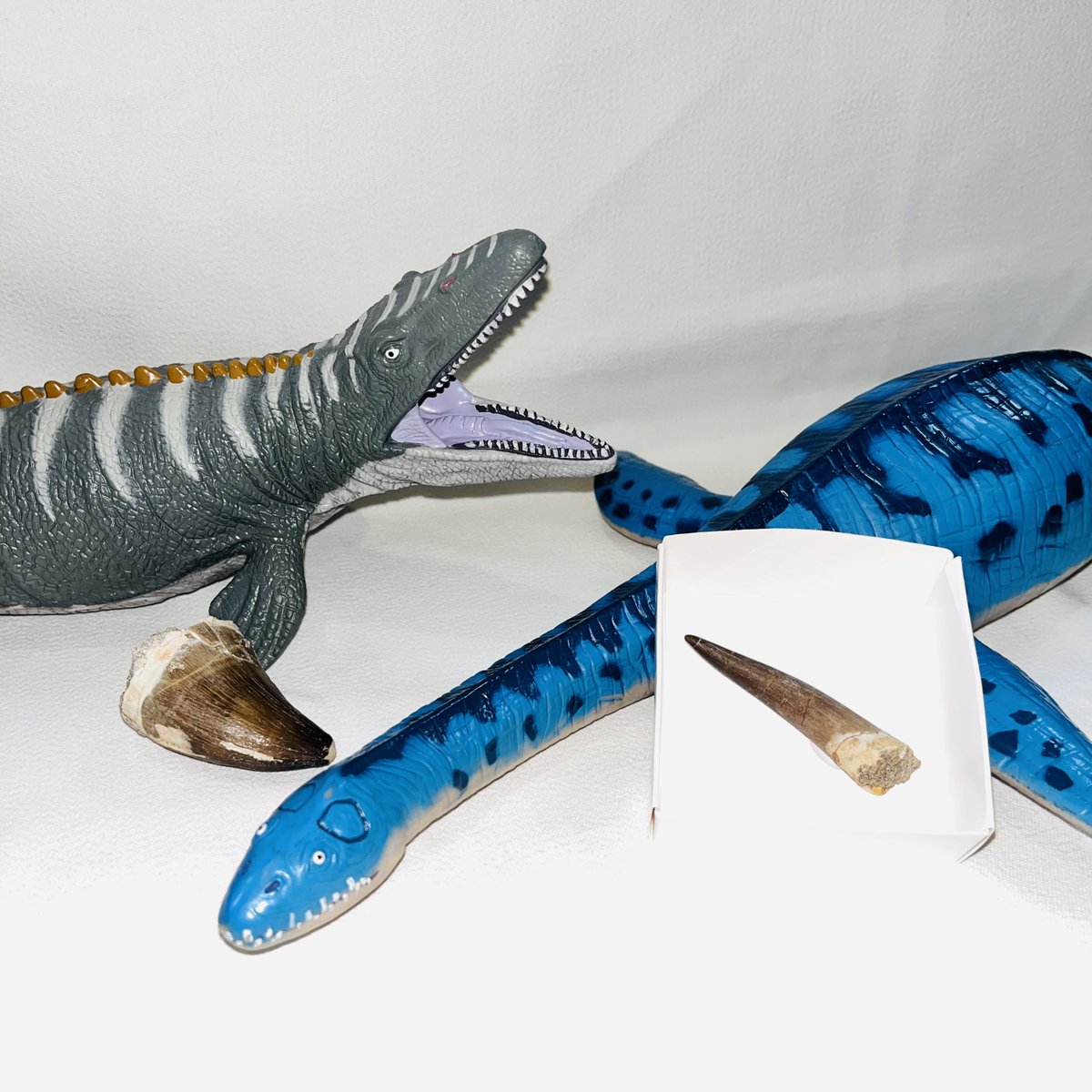 首長竜プレシオサウルスの歯化石】(右) 中生代白亜紀 / モロッコ産