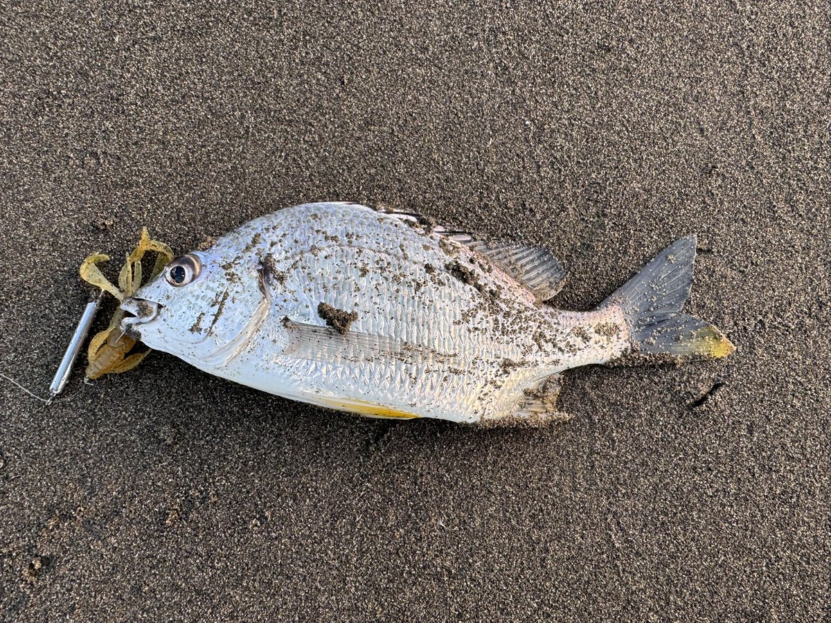 川崎勝哉 (@ktykwsk) / Posts / X