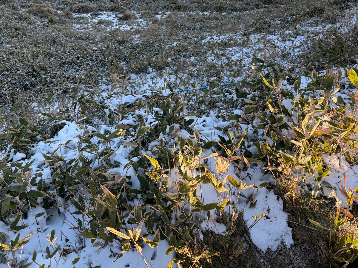 師走はx'mas期間で荷が大幅に遅れるのを忘れてました。色々から入荷の予定は有るのだけれど。。。それにしても極所は雪も降りと寒気が心地良かったのはいつの頃だろうか。