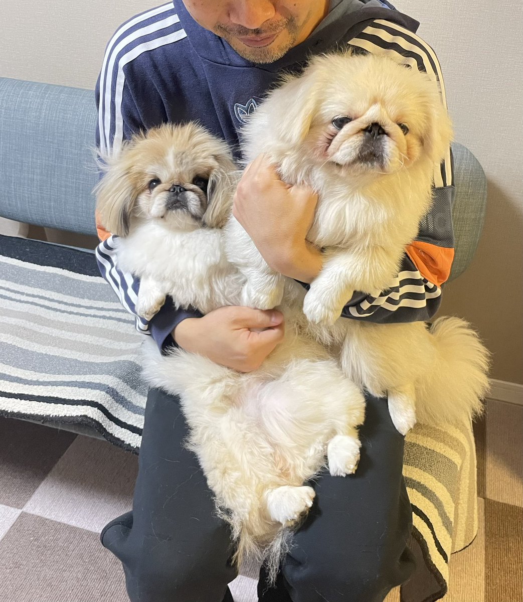 だいふく だいふくtoニコ (@pekidaifuku0718) / Posts / X