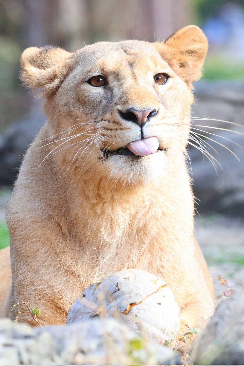 【らいおんぴいちゃん】 しおり (@clay_love55) / Posts / X