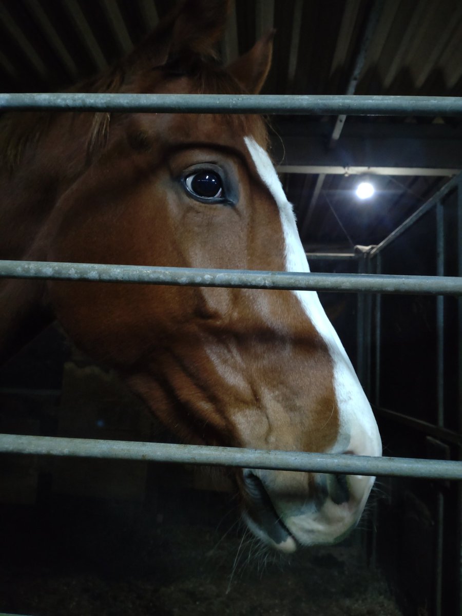 karasuya77's tweet image. 最近はがっつり乗馬をしてて、
昨日今日は障害の競技会のお手伝いに。
馬房掃除とか馬運車のなかとか。
見たことない所もみれてめっちゃ楽しかった！！