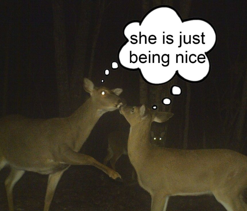 transgendeer (@ciervatonta) on Twitter photo 