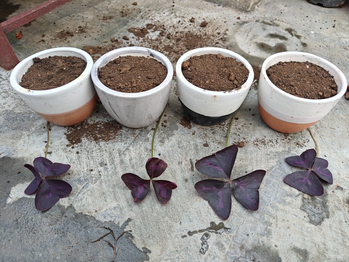 Oxalis propagation from a single leaf..

Time lapse of 2nd November and 14th December of the process from a single leaf to four leaves #Oxalis bloom.. 💕 🍀
