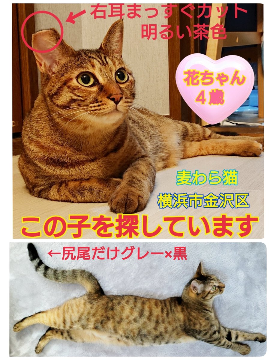 squirrelemi's tweet photo. 猫を探しています。花ちゃん４歳。2024年4月11日横浜市金沢区富岡東の自宅から私の不注意で外に出てしまいまだ見つかっていません。些細な情報でもありましたら教えて下さい。皆さまいつも拡散のご協力本当にありがとうございます。
#猫を探しています 
#拡散希望 
#リポストお願いします 
#よこかな https://t.co/k6vfn9oCg1