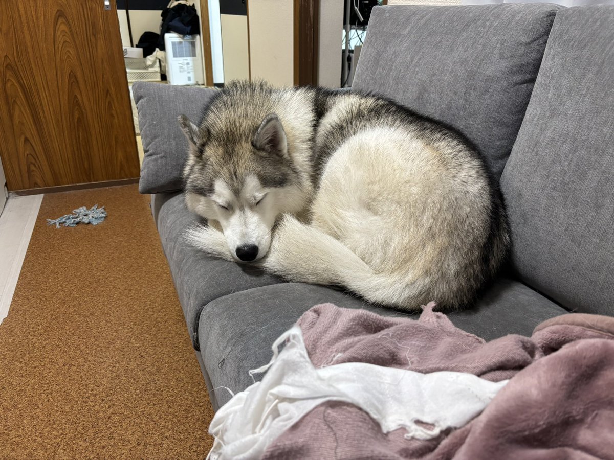 ガブちゃん (@rn2312412) / Posts / X