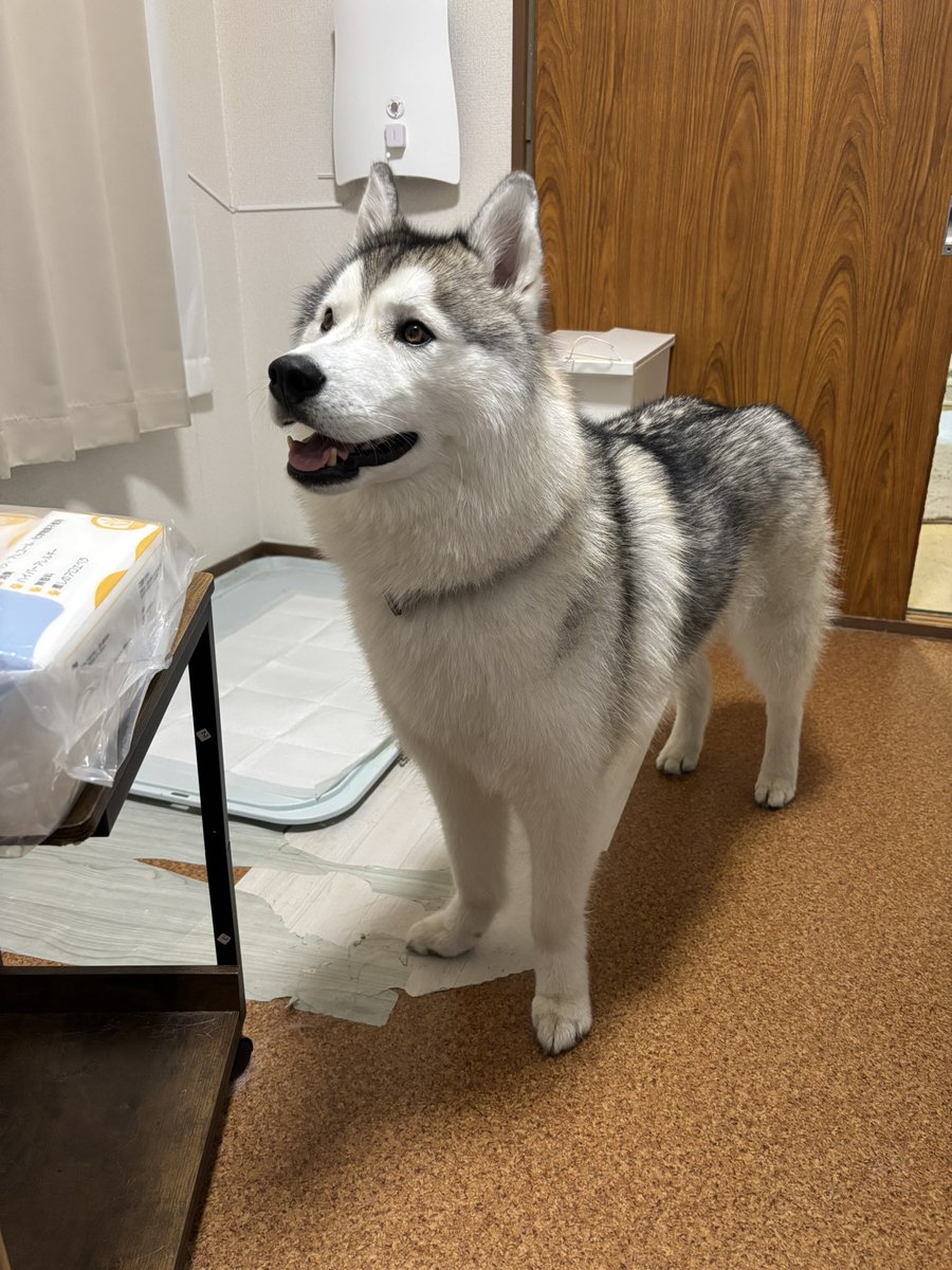 ガブちゃん (@rn2312412) / Posts / X