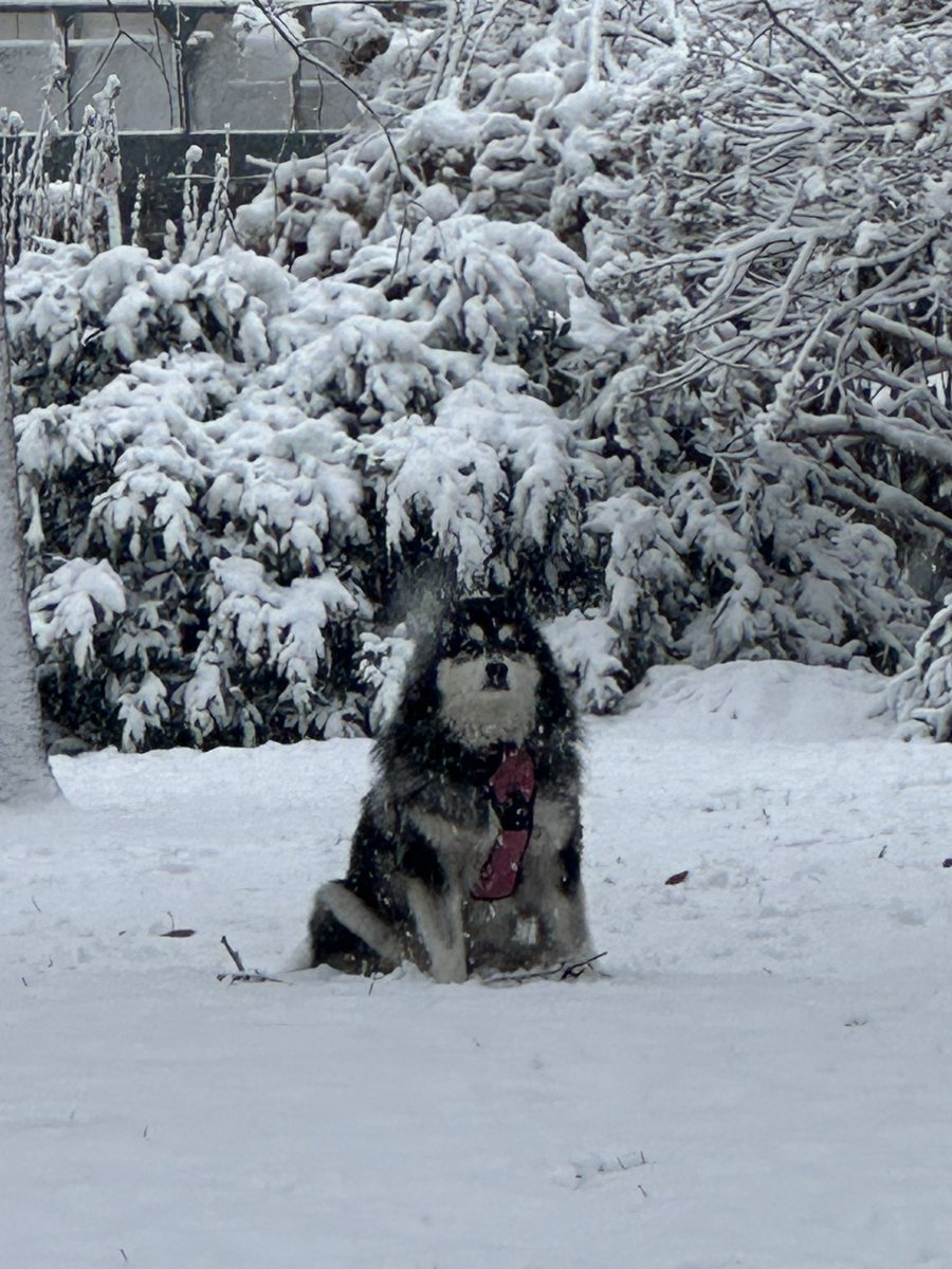 SaraSchon's tweet image. it snew!!!